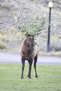 Explore Roadside Nature- Yellowstone NP Bull Elk